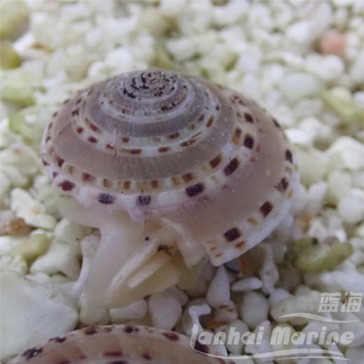 翻沙车轮螺 商品图1