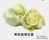 有机结球生菜 商品缩略图0