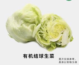 有机结球生菜