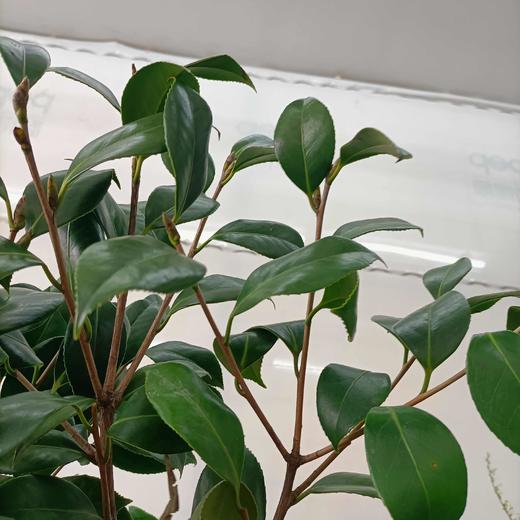 山茶花叶 若干枝/扎 商品图1