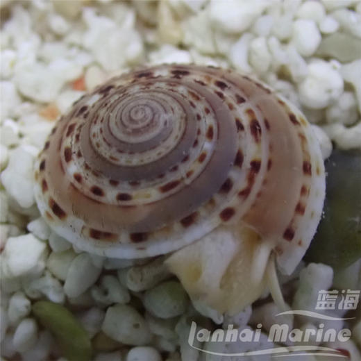 翻沙车轮螺 商品图5