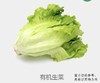 有机生菜 商品缩略图0