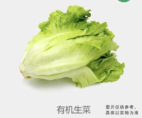 有机生菜