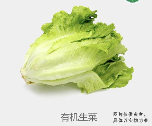 有机生菜 商品图0