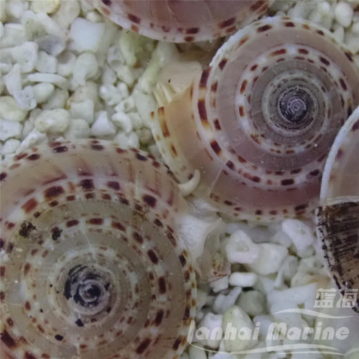 翻沙车轮螺 商品图3