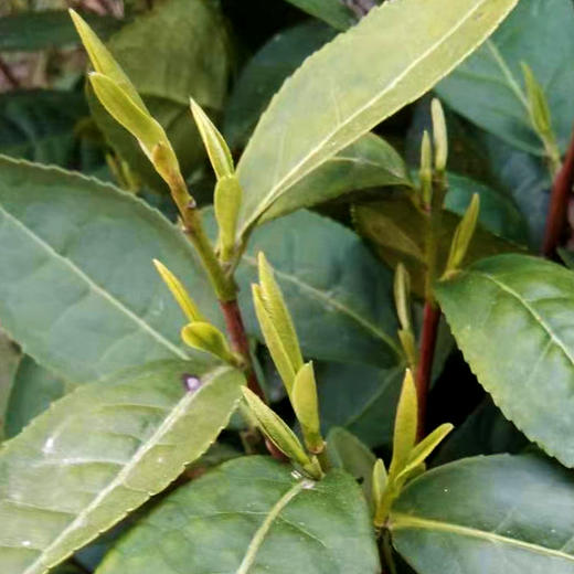 安徽·元龙培桂·祁门红茶（礼盒装） 商品图2