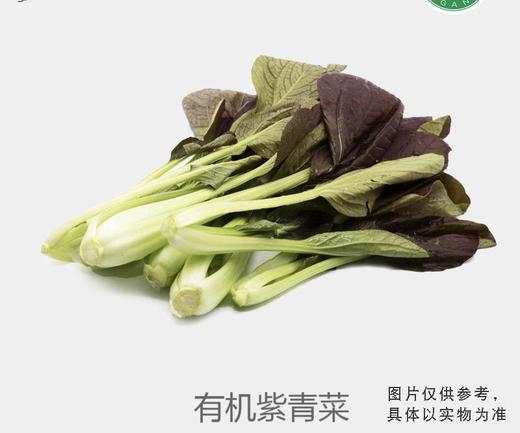 有机紫青菜 商品图0