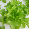 [专业种子] “绿脆”生菜种子 商品缩略图0
