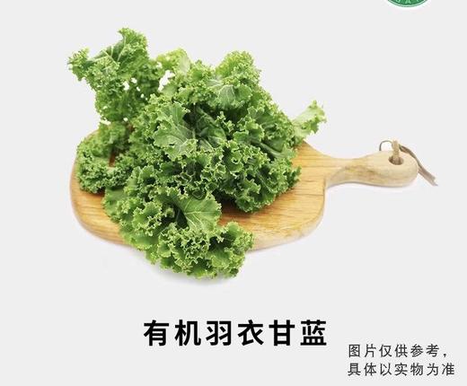 有机羽衣甘蓝 商品图0