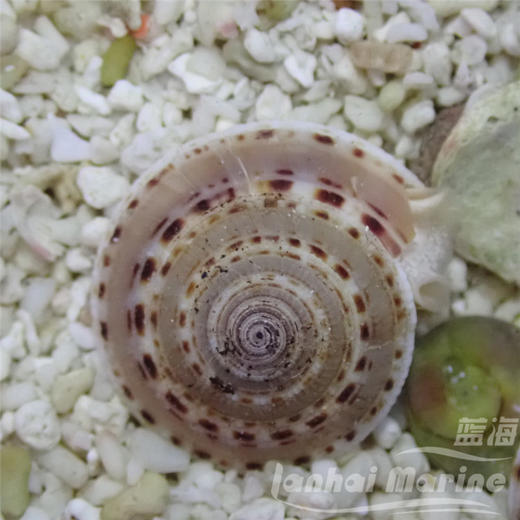 翻沙车轮螺 商品图2