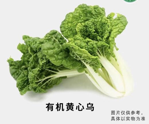 有机黄心乌 商品图0