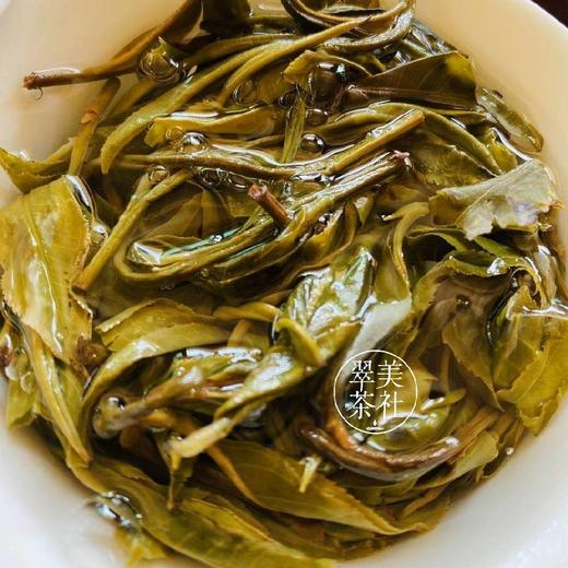 2024【单株-老班章头春】仅10棵 商品图10