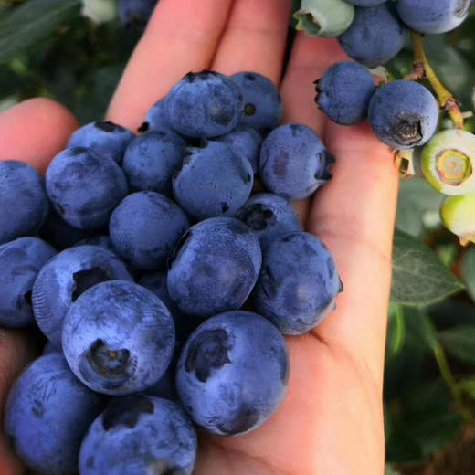 云南大理精选蓝莓鲜果1kg(125g*8盒)12-14mm中果 商品图1
