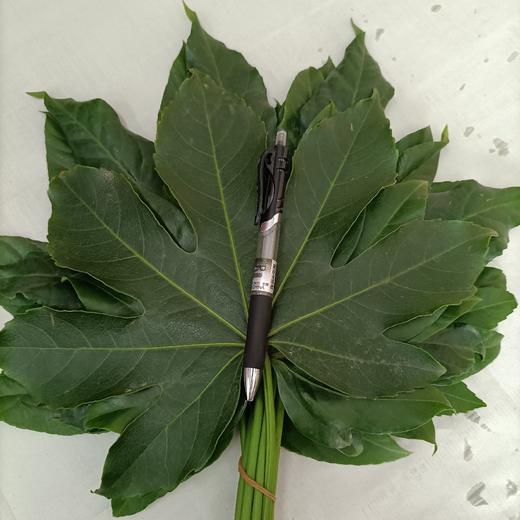 八角叶（八角金盘）约10片/扎 商品图4