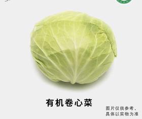 有机卷心菜