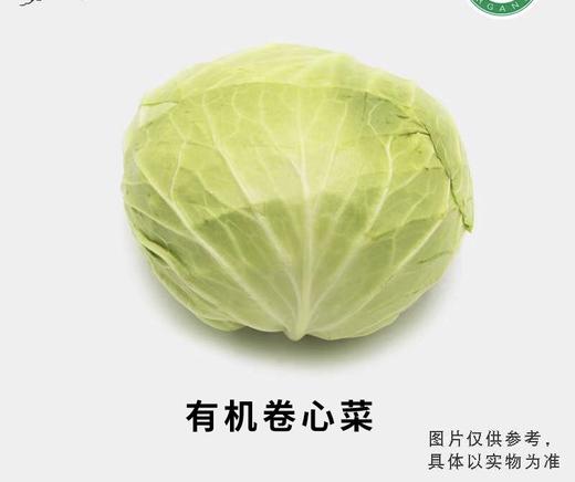有机卷心菜 商品图0
