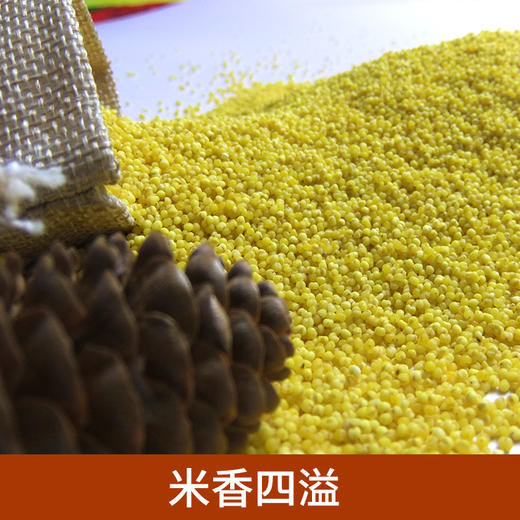 山西养人小米  1kg/袋 商品图2