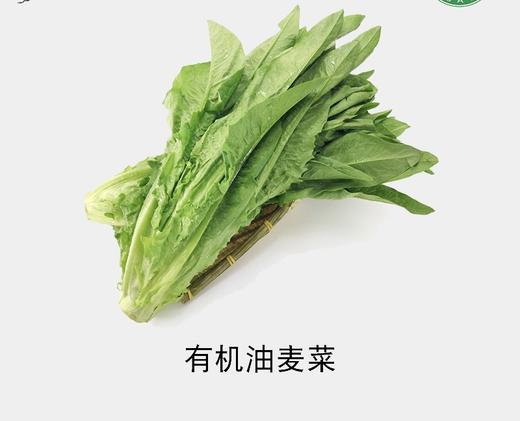 有机油麦菜（富含叶绿素） 商品图0