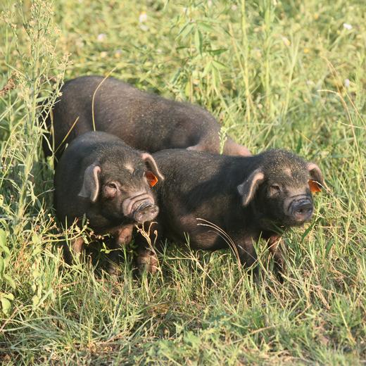 【冷冻】猪肥肠250g-运输过程会解冻已经焯水 商品图1