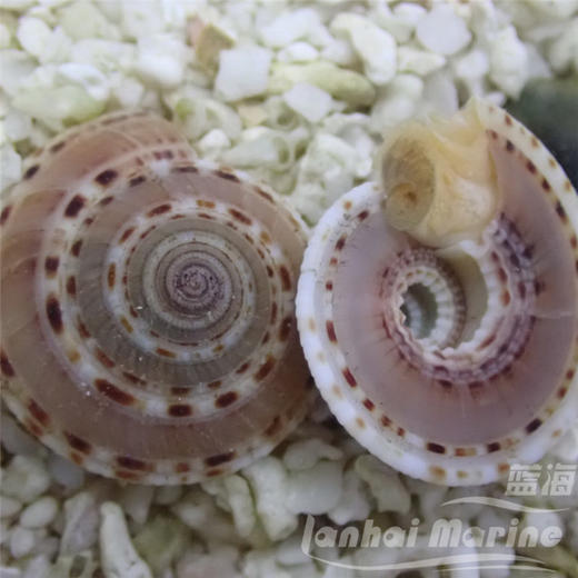 翻沙车轮螺 商品图6