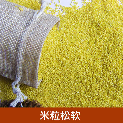 山西养人小米  1kg/袋 商品图1
