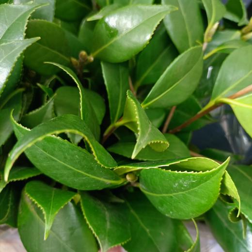 山茶花叶 若干枝/扎 商品图2