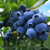 云南大理精选蓝莓鲜果1kg(125g*8盒)12-14mm中果 商品缩略图0
