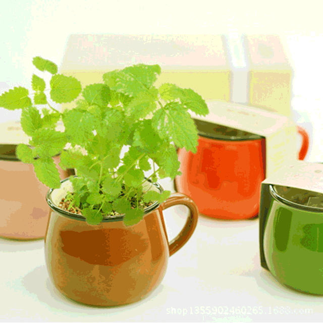 【为思礼合集】DIY办公室桌面生态绿植 创艺生活植栽