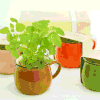 【为思礼合集】DIY办公室桌面生态绿植 创艺生活植栽 商品缩略图0