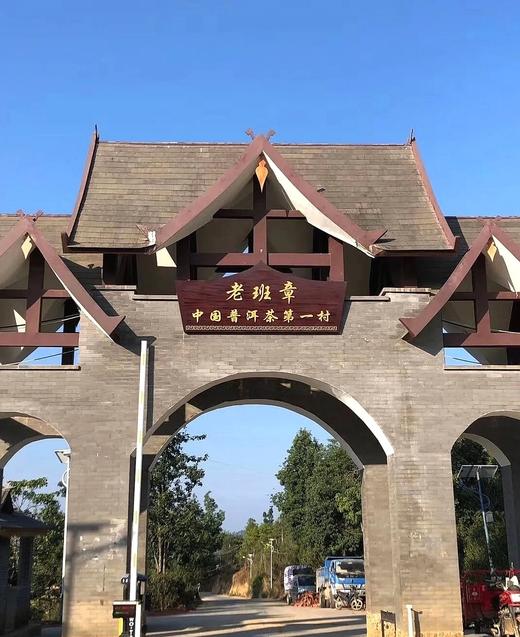 2024【单株-老班章头春】仅10棵 商品图9