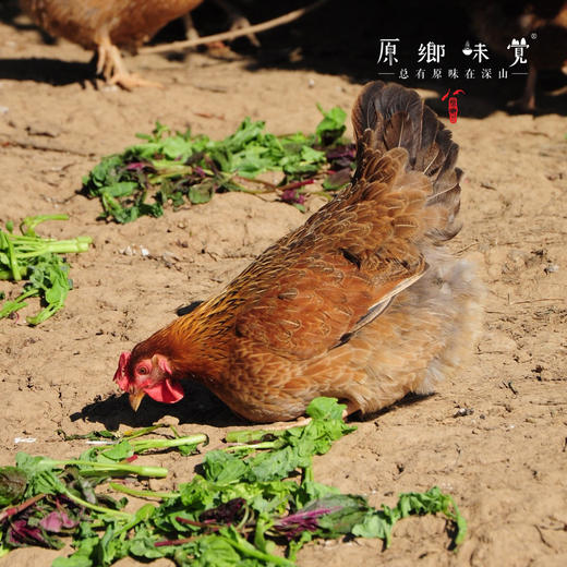 生态小麻鸡肉鸡（母鸡）（基地直发-顺丰包邮） | 2-2.99斤，来自广东珠海，生产者 ：邹子龙【合作生产，公平贸易】 商品图1