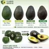 [最农公社]顺丰主推|秘鲁新鲜牛油果4/8个装鳄梨森林奶油 商品缩略图1