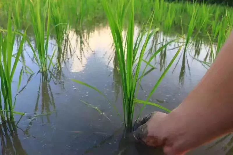 城市农耕 |城央湿地插秧季