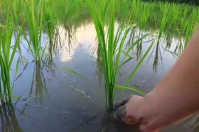 城市农耕 |城央湿地插秧季