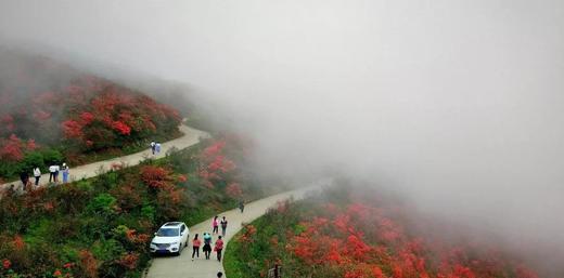 永州·阳明山星空、万亩杜鹃花海、日出云海2天<精品> 商品图2