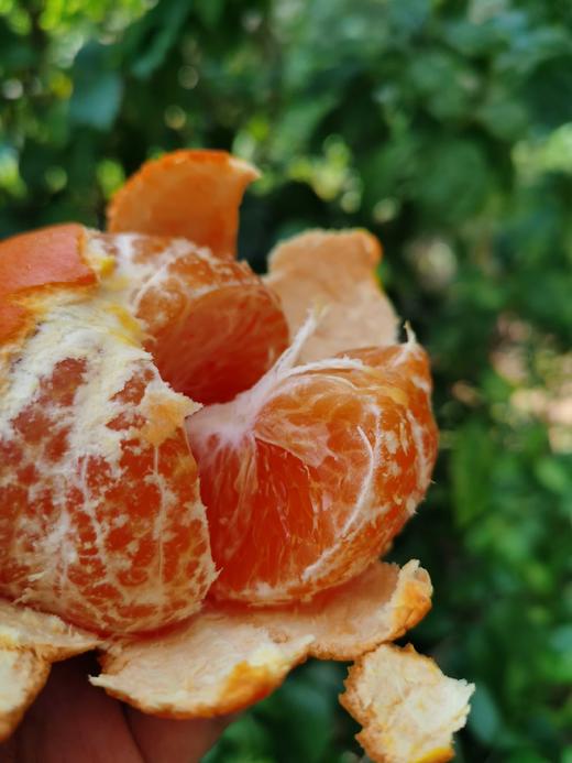 有机沃柑（净果重5斤/件） 商品图1