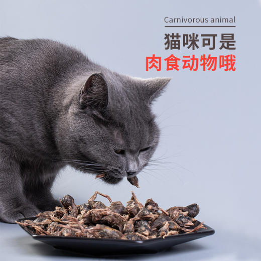 【立减5元】美人喵 猫零食冻干鹌鹑25g 磨牙洁齿补充营养 商品图1