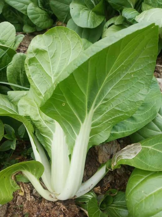 无公害四月白青菜颗 - 亚海生态农场