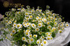 洋甘菊花束 商品缩略图2