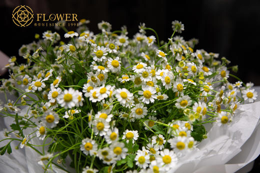 洋甘菊花束 商品图2