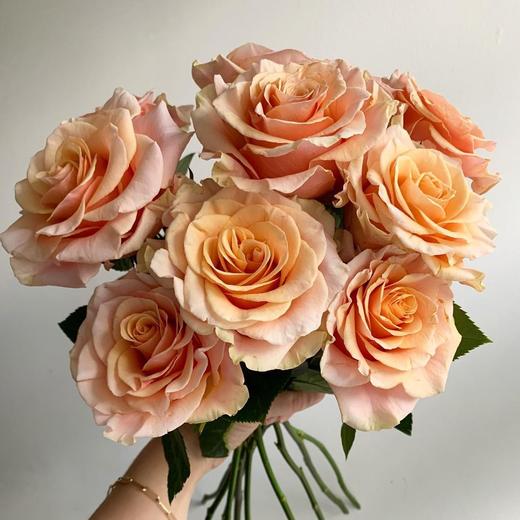 厄瓜多尔-【phoenix】凤凰城 商品图0