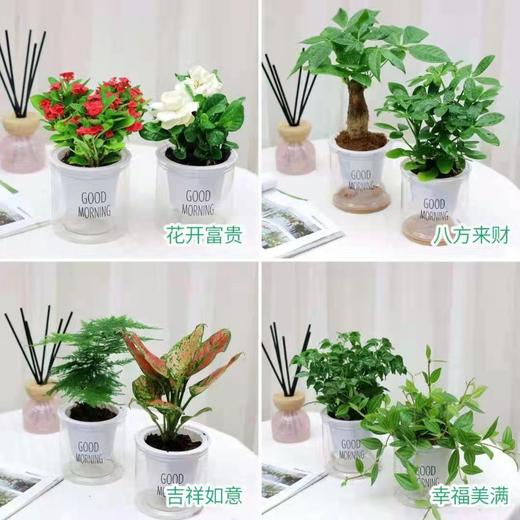 北欧风绿植套装组合 商品图0