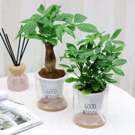 北欧风绿植套装组合 商品图2