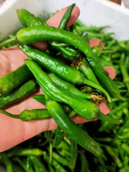 小嫩辣椒 ，1斤 商品图0