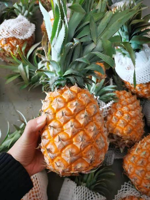 【新鲜上架】海南香水菠萝 秒杀:9.9元2/个(总重4-4.5斤左右)