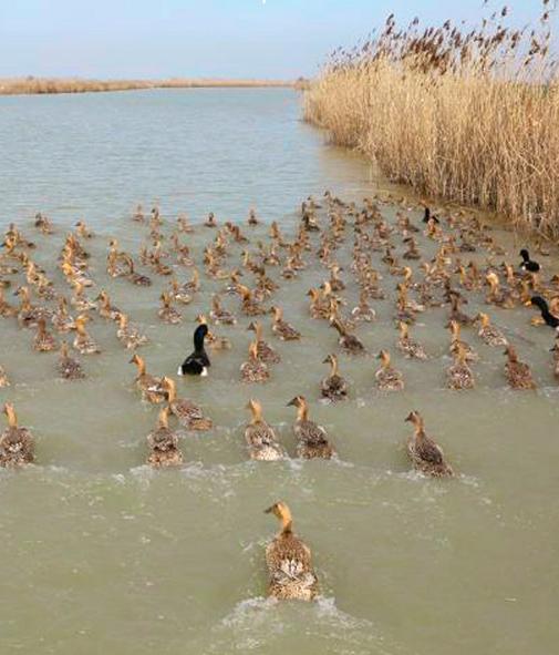 古法咸鸭蛋 起沙又流油 还非常干净 高邮湖放养的麻鸭蛋 |百里食 商品图3