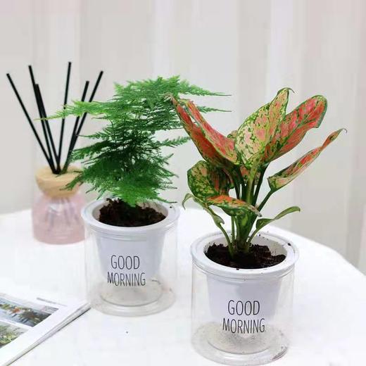 北欧风绿植套装组合 商品图3