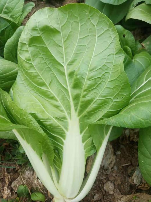 无公害四月白青菜颗 - 亚海生态农场