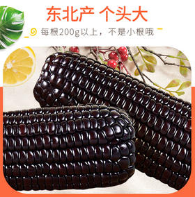 黑玉米 200g/根*20根
