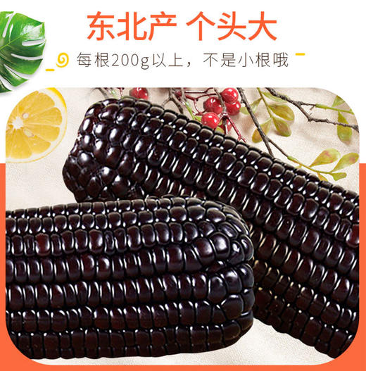 黑玉米 200g/根*20根 商品图0
